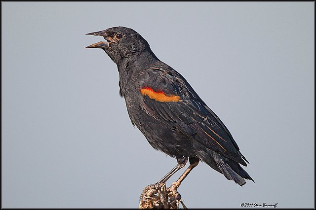 _1SB0238 red-winged blackbird.jpg